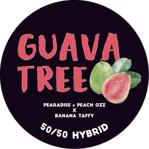 Guava Tree Cold Cure Live Rosin Badder