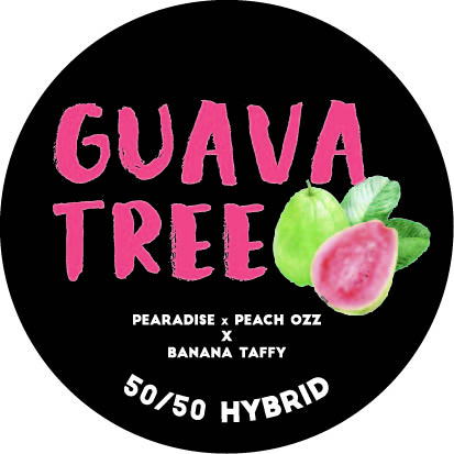 Guava Tree Cold Cure Live Rosin Badder